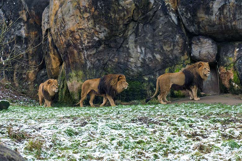 Afrikanische Löwen-Kater am 26. Dezember 2021 auf der Löwen-Savanne im Wuppertaler Zoo