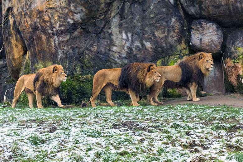 Afrikanische Löwen-Kater am 26. Dezember 2021 auf der Löwen-Savanne im Zoologischen Garten der Stadt Wuppertal