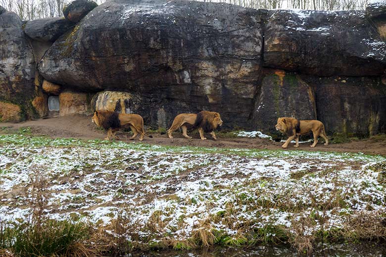 Afrikanische Löwen-Kater am 26. Dezember 2021 auf der Löwen-Savanne im Grünen Zoo Wuppertal