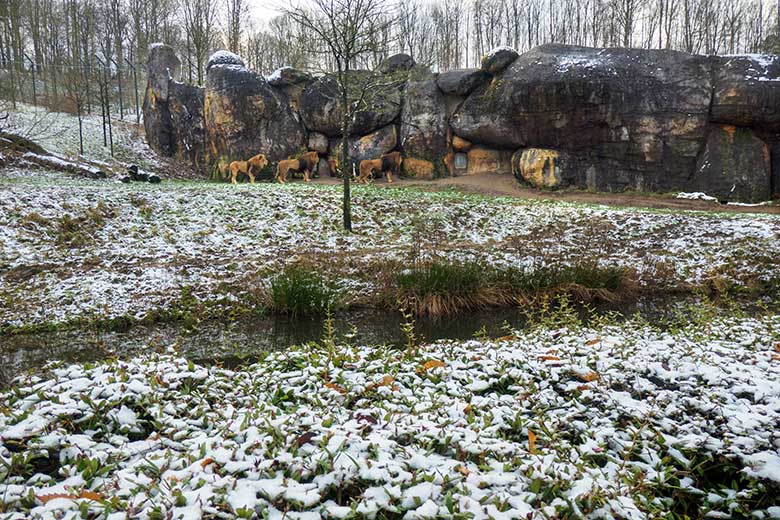 Afrikanische Löwen-Kater am 26. Dezember 2021 auf der Löwen-Savanne im Zoo Wuppertal