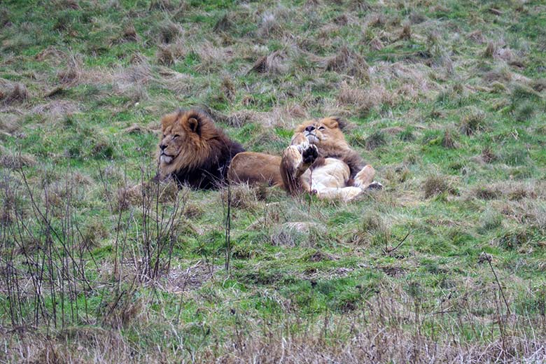 Afrikanische Löwen-Kater am 3. Januar 2022 auf der Löwen-Savanne im Zoo Wuppertal
