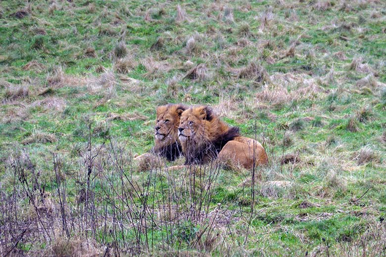 Afrikanische Löwen-Kater am 3. Januar 2022 auf der Löwen-Savanne im Grünen Zoo Wuppertal