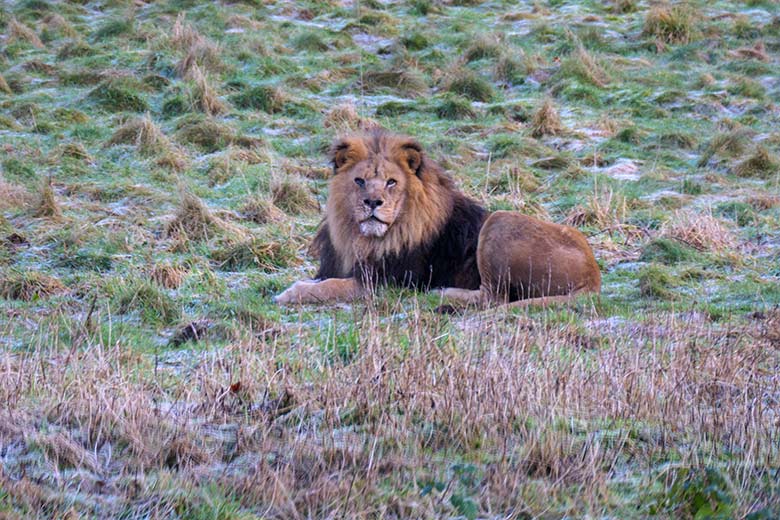 Afrikanischer Löwen-Kater am 10. Januar 2022 auf der Löwen-Savanne im Zoologischen Garten Wuppertal