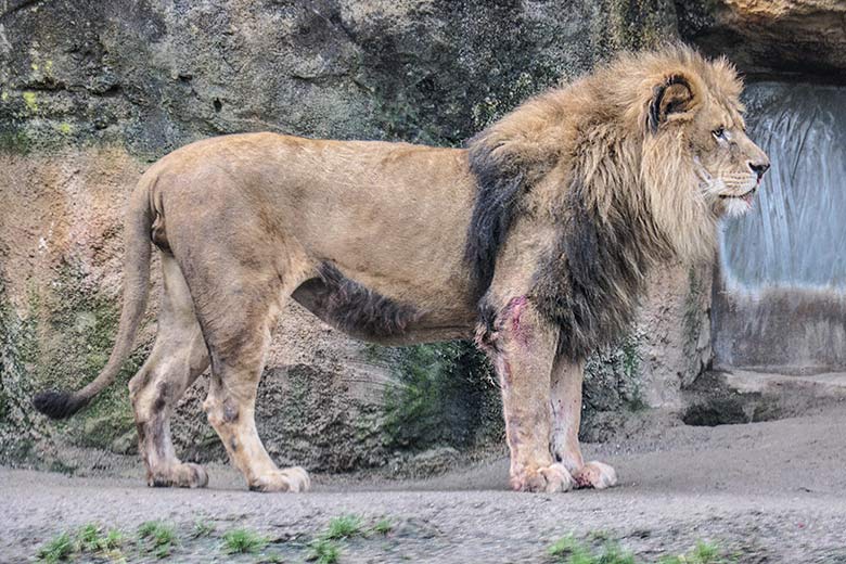 Verletzter Afrikanischer Löwen-Kater MASSINO am 30. Januar 2022 vor dem Löwen-Haus im Zoo Wuppertal