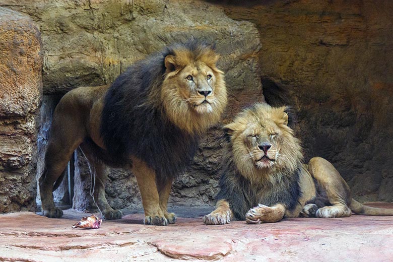 Afrikanischer Löwen-Kater Tamo und der verletzte Afrikanische Löwen-Kater MASSINO am 30. Januar 2022 im Löwen-Haus im Wuppertaler Zoo