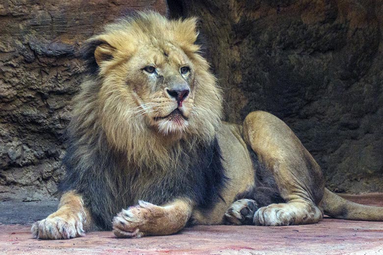 Verletzter Afrikanischer Löwen-Kater MASSINO am 30. Januar 2022 im Löwen-Haus im Grünen Zoo Wuppertal
