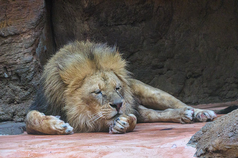 Verletzter Afrikanischer Löwen-Kater MASSINO am 30. Januar 2022 im Löwen-Haus im Zoologischen Garten der Stadt Wuppertal