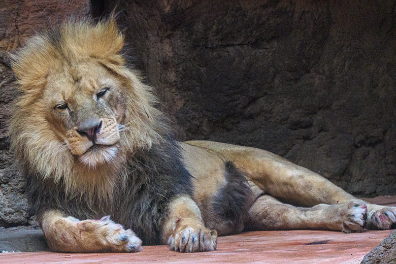 Verletzter Afrikanischer Löwen-Kater MASSINO am 30. Januar 2022 im Löwen-Haus im Zoo Wuppertal