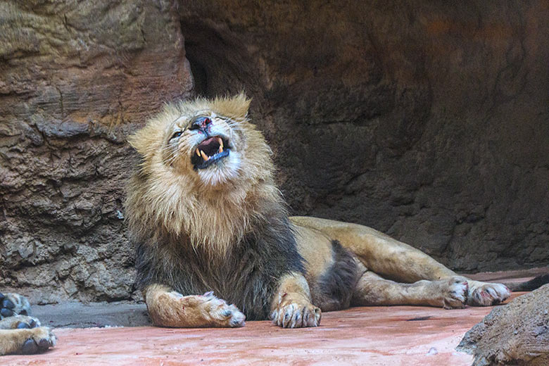 Verletzter Afrikanischer Löwen-Kater MASSINO am 30. Januar 2022 im Löwen-Haus im Wuppertaler Zoo