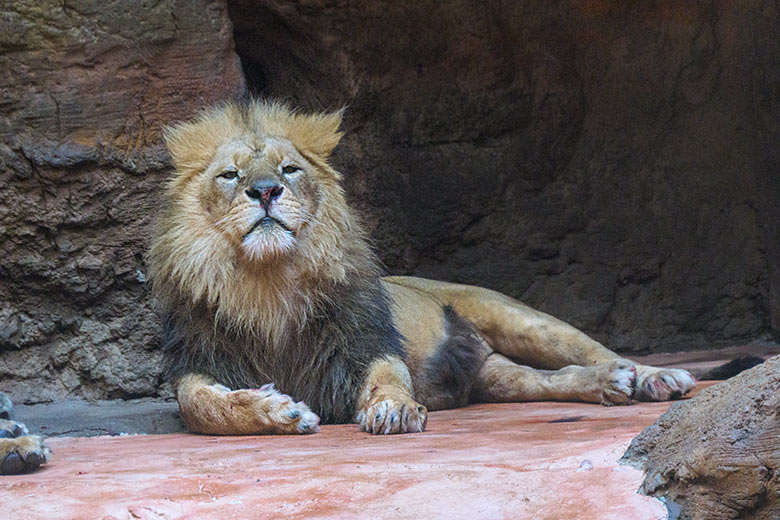 Verletzter Afrikanischer Löwen-Kater MASSINO am 30. Januar 2022 im Löwen-Haus im Grünen Zoo Wuppertal