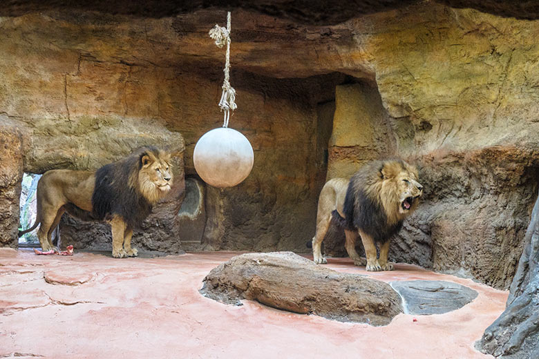 Afrikanische Löwen-Kater TAMO und SHAWANO am 9. Februar 2022 im Löwen-Haus im Wuppertaler Zoo