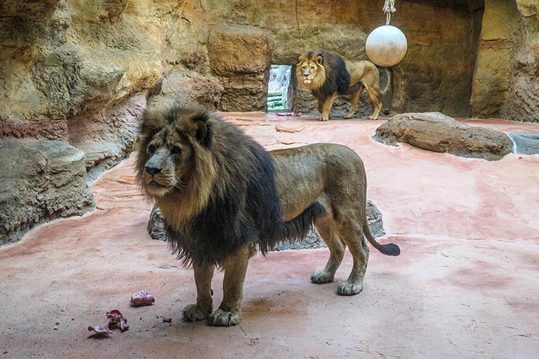 Afrikanische Löwen-Kater SHAWANO und TAMO am 9. Februar 2022 im Löwen-Haus im Zoologischen Garten Wuppertal
