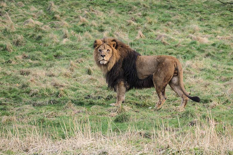 Afrikanischer Löwen-Kater SHAWANO am 9. Februar 2022 auf der Löwen-Savanne im Grünen Zoo Wuppertal