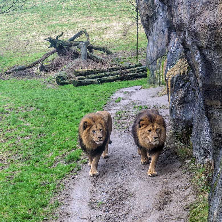 Afrikanische Löwen-Kater SHAWANO und TAMO am 10. Februar 2022 vor dem Löwen-Haus im Grünen Zoo Wuppertal