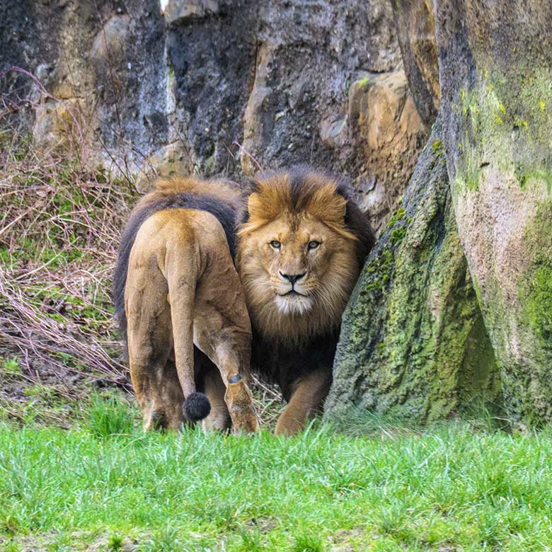 Afrikanische Löwen-Kater SHAWANO und TAMO am 10. Februar 2022 vor dem Löwen-Haus im Wuppertaler Zoo