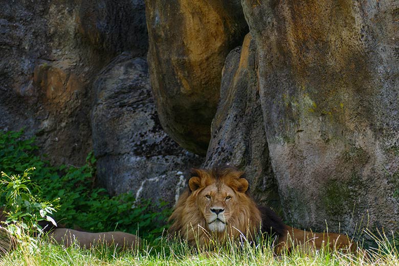 Afrikanische Löwen-Kater SHAWANO (links liegend) und TAMO auf der großen Außenanlage am 3. August 2022 vor dem Löwen-Haus im Wuppertaler Zoo