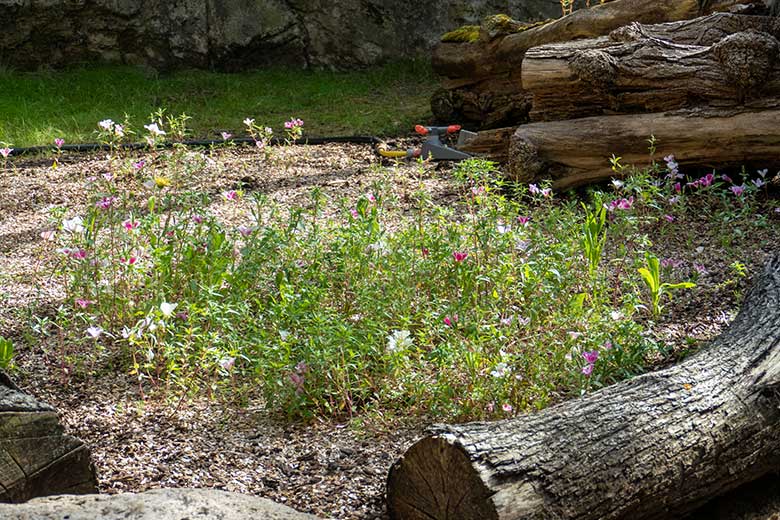 Ausgesäte Wildblumen am 3. August 2022 auf der Mini-Außenanlage am Löwen-Haus im Grünen Zoo Wuppertal