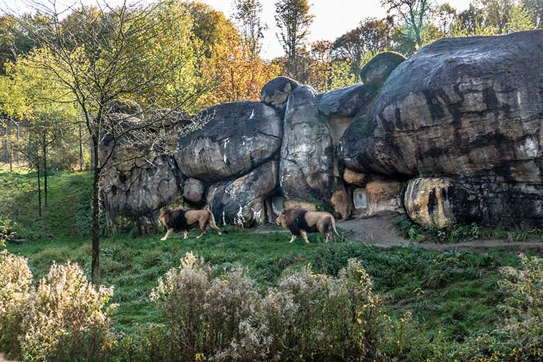 Afrikanische Löwen-Kater TAMO und SHAWANO am 19. Oktober 2022 vor dem Löwen-Haus im Zoo Wuppertal