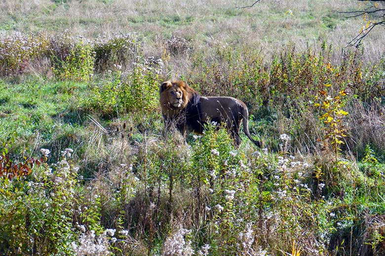 Afrikanischer Löwen-Kater SHAWANO am 19. Oktober 2022 auf der Löwen-Savanne im Wuppertaler Zoo