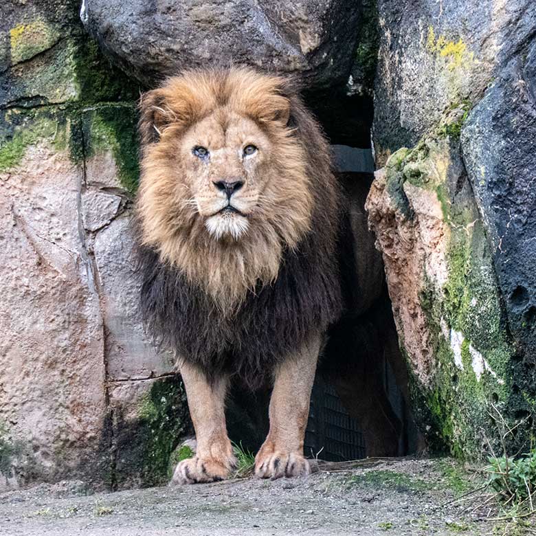 Afrikanischer Löwen-Kater SHAWANO am 24. Februar 2023 vor dem Löwen-Haus im Grünen Zoo Wuppertal