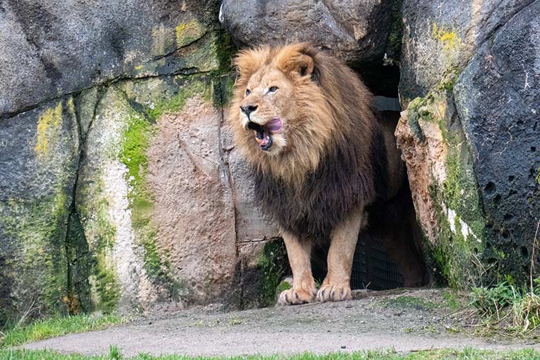 Afrikanischer Löwen-Kater SHAWANO am 24. Februar 2023 vor dem Löwen-Haus im Zoologischen Garten Wuppertal