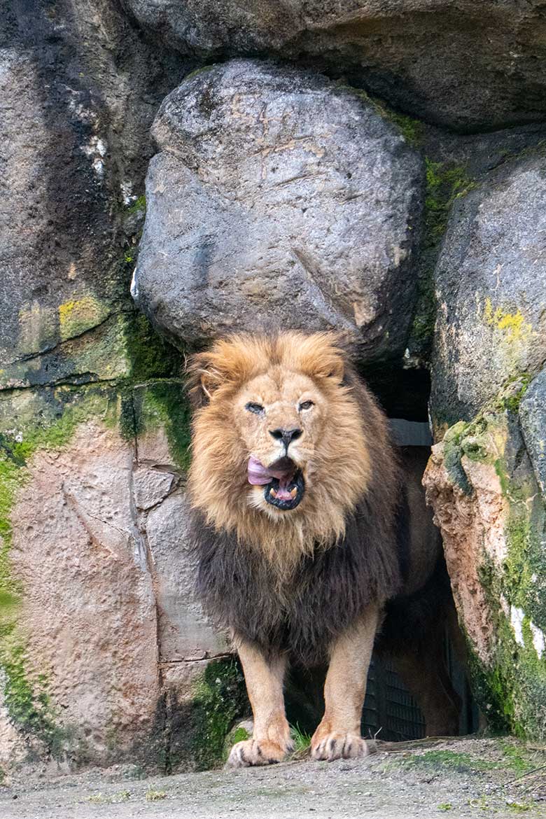 Afrikanischer Löwen-Kater SHAWANO am 24. Februar 2023 vor dem Löwen-Haus im Wuppertaler Zoo