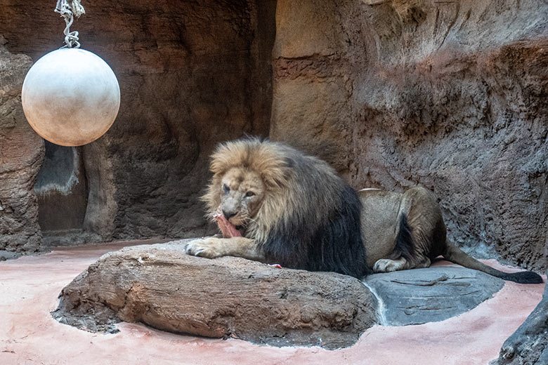 Afrikanischer Löwen-Kater SHAWANO am 25. Februar 2023 im Löwen-Haus im Grünen Zoo Wuppertal