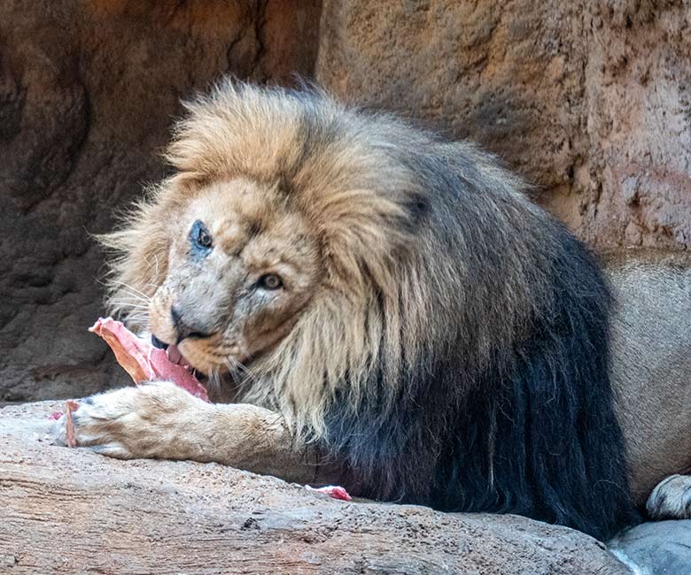 Afrikanischer Löwen-Kater SHAWANO am 25. Februar 2023 im Löwen-Haus im Zoologischen Garten der Stadt Wuppertal