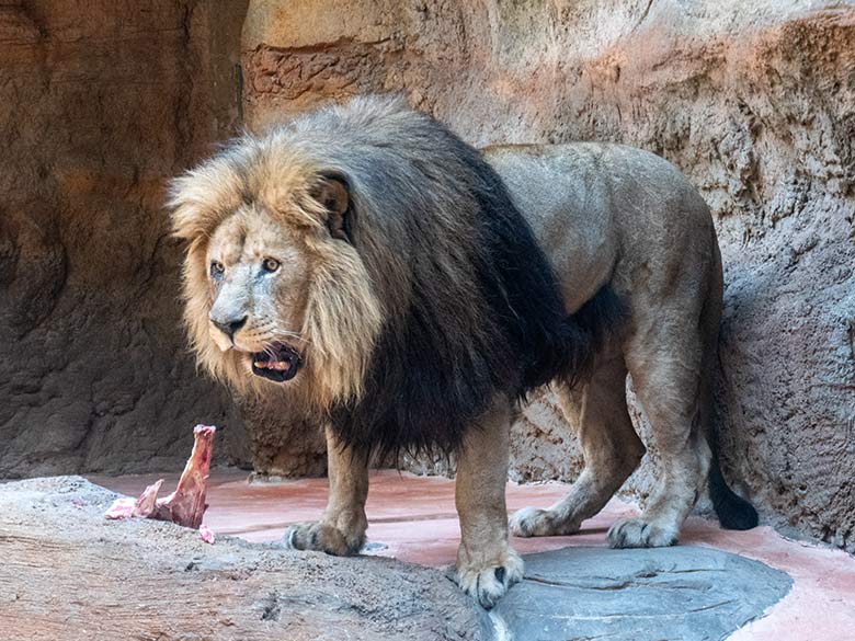 Afrikanischer Löwen-Kater SHAWANO am 25. Februar 2023 im Löwen-Haus im Wuppertaler Zoo