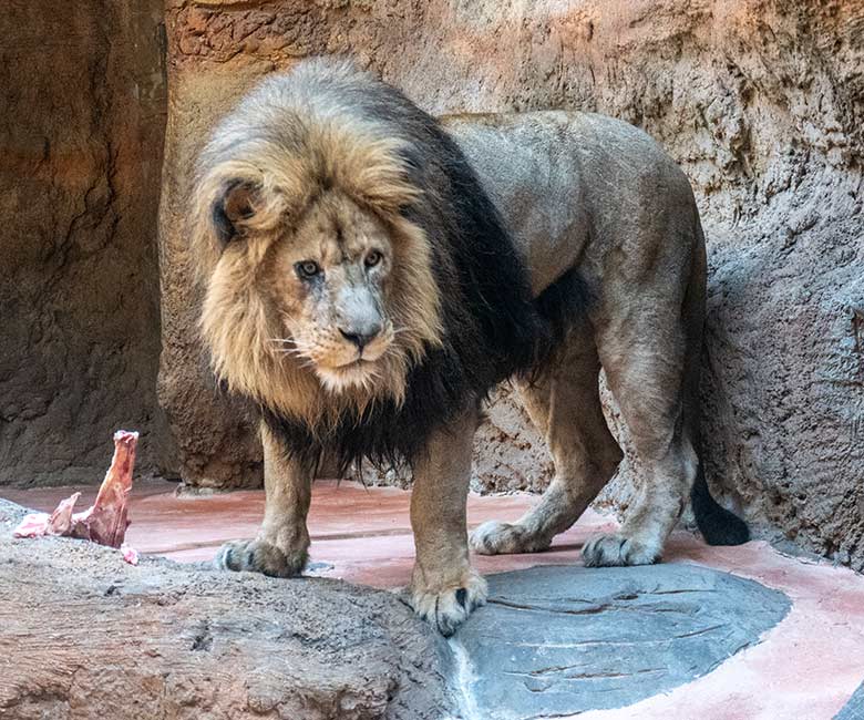 Afrikanischer Löwen-Kater SHAWANO am 25. Februar 2023 im Löwen-Haus im Zoo Wuppertal