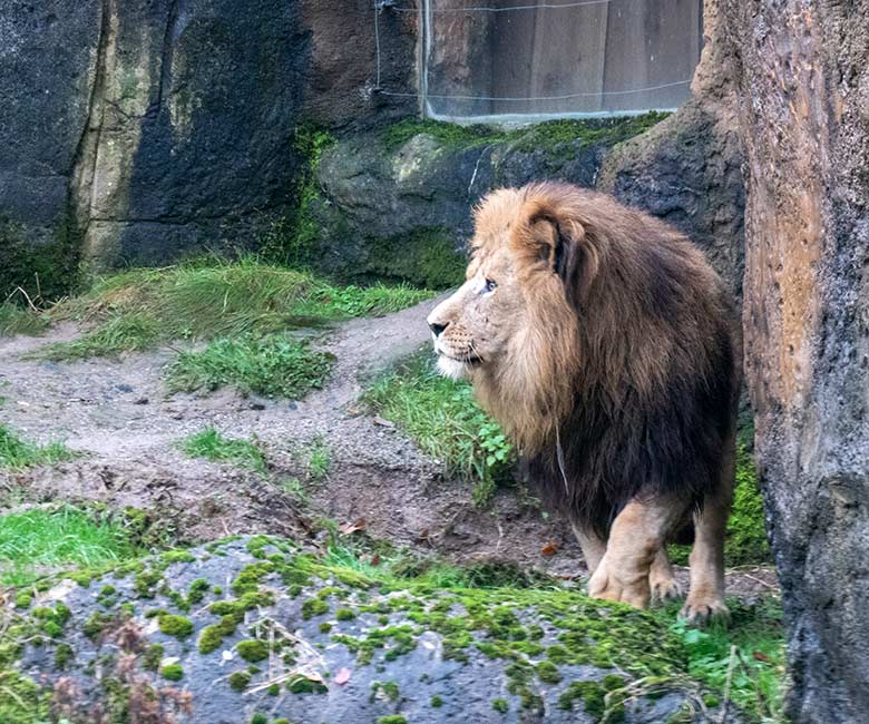 Afrikanischer Löwen-Kater SHAWANO am 26. November 2023 vor dem Löwen-Haus im Zoologischen Garten der Stadt Wuppertal