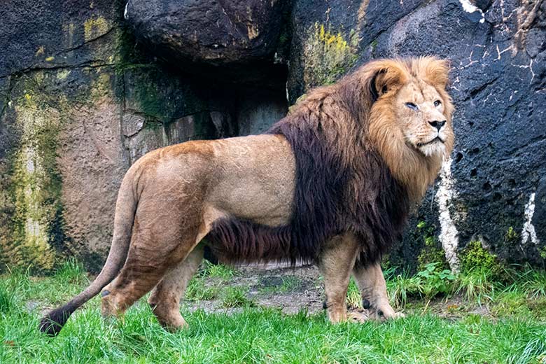 Afrikanischer Löwen-Kater SHAWANO am 26. November 2023 vor dem Löwen-Haus im Wuppertaler Zoo