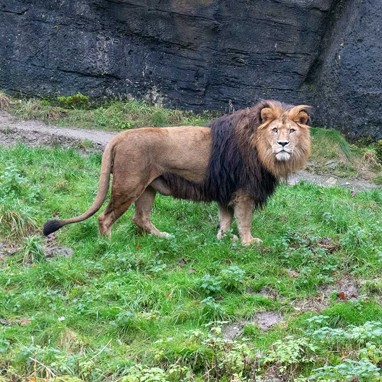 Afrikanischer Löwen-Kater TAMO am 26. November 2023 vor dem Löwen-Haus im Grünen Zoo Wuppertal