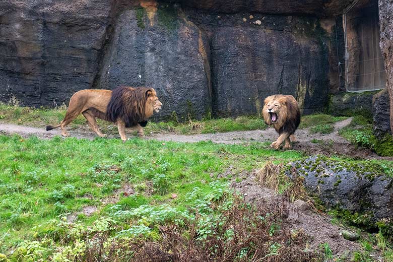 Afrikanischer Löwen-Kater TAMO und SHAWANO am 26. November 2023 vor dem Löwen-Haus im Zoo Wuppertal