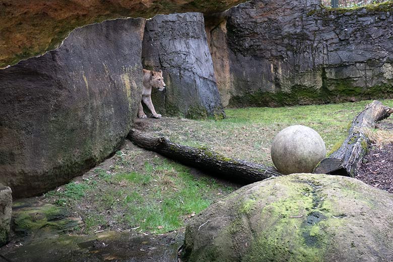 Berberlöwin ALORE am 16. Februar 2024 auf der kleinen Außenanlage am Löwen-Haus im Zoologischen Garten Wuppertal