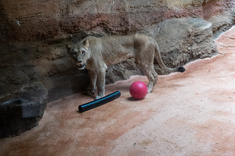 Berberlöwin ALORE am 16. Februar 2024 im Innen-Schaugehege im Löwen-Haus im Wuppertaler Zoo