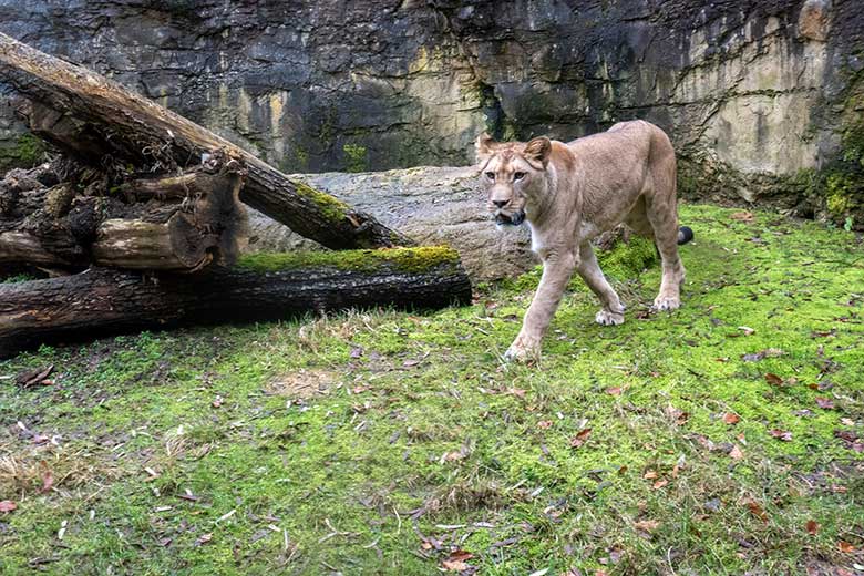 Berberlöwin ALORE am 18. Februar 2024 auf der kleinen Außenanlage am Löwen-Haus im Grünen Zoo Wuppertal