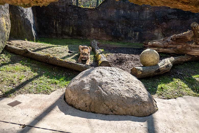 Berberlöwin ALORE am 8. März 2024 auf der Mini-Außenanlage im Löwen-Haus im Wuppertaler Zoo
