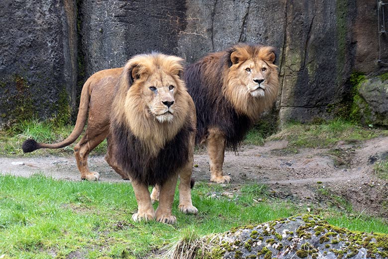 Afrikanische Löwen-Kater SHAWANO und TAMO am 18. März 2024 auf der Außenanlage vor dem Löwen-Haus im Zoo Wuppertal