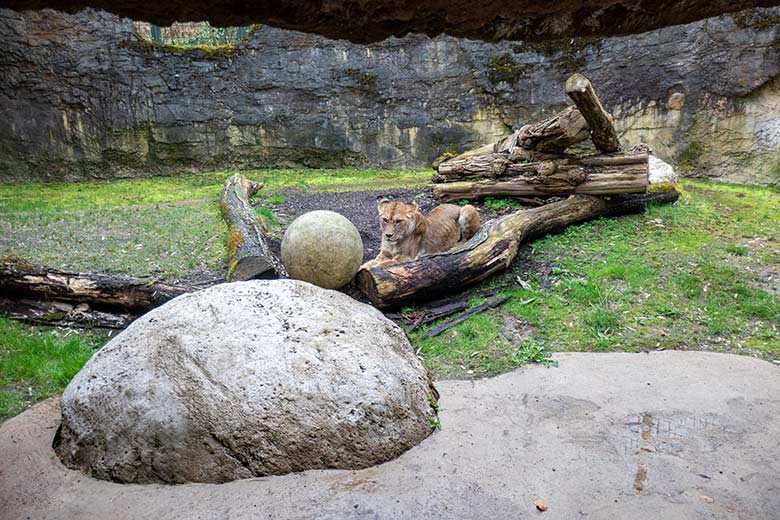 Berberlöwin ALORE am 30. März 2024 auf der Mini-Außenanlage am Löwen-Haus im Grünen Zoo Wuppertal