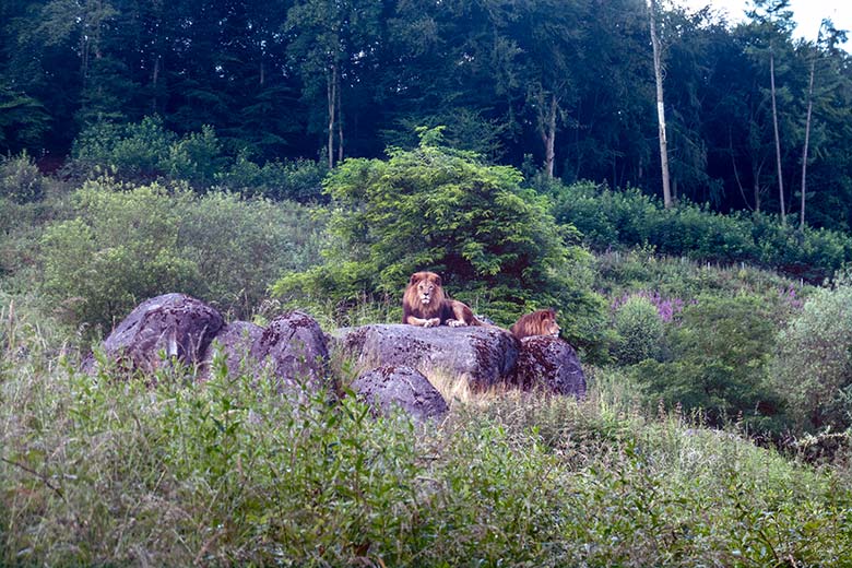 Afrikanische Löwen-Kater SHAWANO und TAMO am 23. Juni 2024 auf dem Kunst-Felsen über dem Besucher-Tunnel auf der großen Löwen-Außenanlage im Grünen Zoo Wuppertal