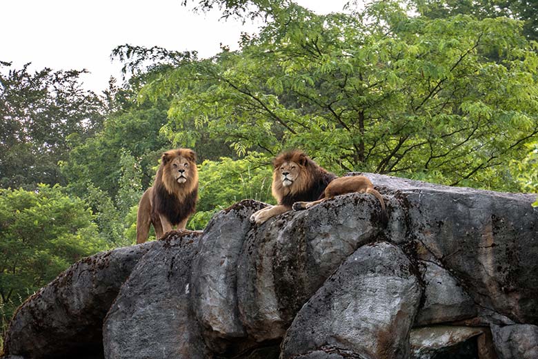 Afrikanische Löwen-Kater SHAWANO und TAMO am 23. Juni 2024 auf dem Kunst-Felsen über dem Besucher-Tunnel auf der großen Löwen-Außenanlage im Grünen Zoo Wuppertal