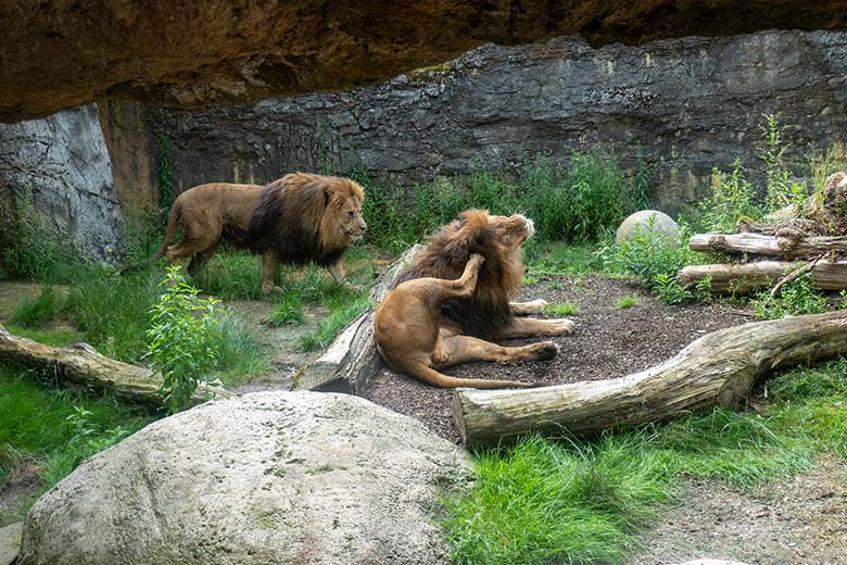 Afrikanische Löwen-Kater SHAWANO und TAMO am 9. Juli 2024 auf der Mini-Außenanlage am Löwen-Haus im Grünen Zoo Wuppertal