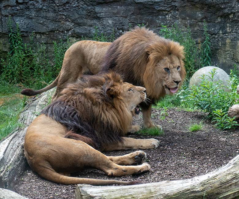 Afrikanische Löwen-Kater TAMO und SHAWANO am 9. Juli 2024 auf der Mini-Außenanlage am Löwen-Haus im Grünen Zoo Wuppertal