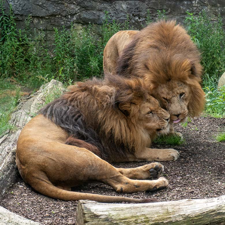 Afrikanische Löwen-Kater TAMO und SHAWANO am 9. Juli 2024 auf der Mini-Außenanlage am Löwen-Haus im Grünen Zoo Wuppertal