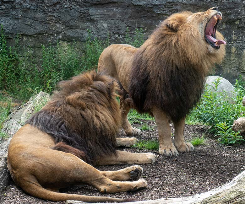 Afrikanische Löwen-Kater TAMO und SHAWANO am 9. Juli 2024 auf der Mini-Außenanlage am Löwen-Haus im Grünen Zoo Wuppertal