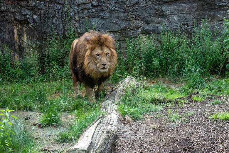 Afrikanischer Löwen-Kater TAMO am 9. Juli 2024 auf der Mini-Außenanlage am Löwen-Haus im Grünen Zoo Wuppertal