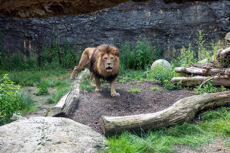 Afrikanischer Löwen-Kater TAMO am 9. Juli 2024 auf der Mini-Außenanlage am Löwen-Haus im Grünen Zoo Wuppertal