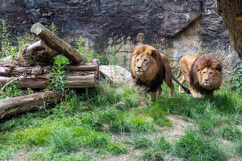 Afrikanische Löwen-Kater SHAWANO und TAMO am 9. Juli 2024 auf der Mini-Außenanlage am Löwen-Haus im Grünen Zoo Wuppertal