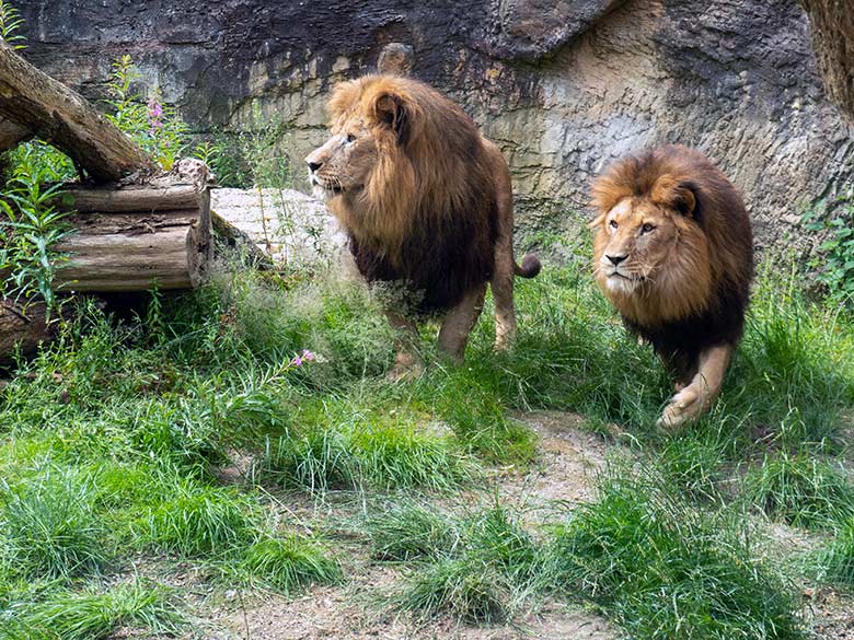 Afrikanische Löwen-Kater SHAWANO und TAMO am 9. Juli 2024 auf der Mini-Außenanlage am Löwen-Haus im Grünen Zoo Wuppertal